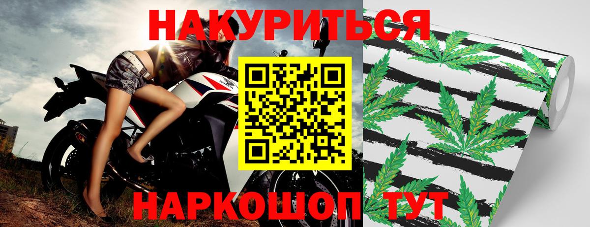 Канабис сатива Кушва